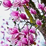 Сasa de vacaciones Magnolia