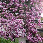 Magnolia *