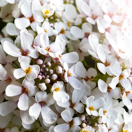 Dom wakacyjny Magnolia *