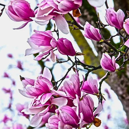 בית נופש Magnolia