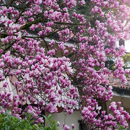 Magnolia *