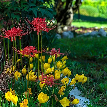 Villa Magnolia Porcia