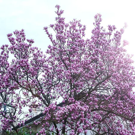 Magnolia Casa vacanze Porcia