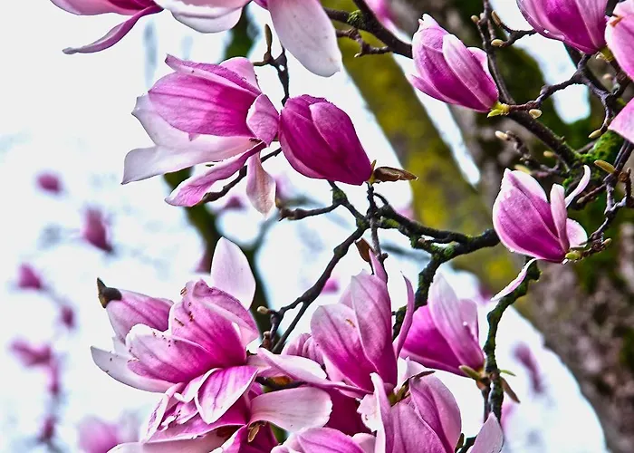 Nyaraló Magnolia