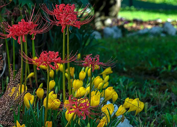 Nyaraló Magnolia Porcia