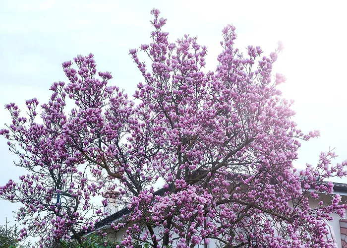 Magnolia Nyaraló Porcia